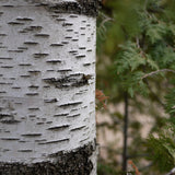 Mini collier Bouleau, collier inspiré de l'écorce des arbres et entièrement fait à la main. Argent sterling.