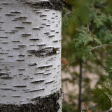 Grand collier Bouleau, collier inspiré de l'écorce des arbres et entièrement fait à la main. Argent sterling.